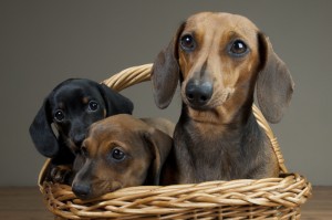 Qunigunde von der Windecke und Welpen